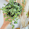 Pilea Glauca 'Aquamarine' 5"