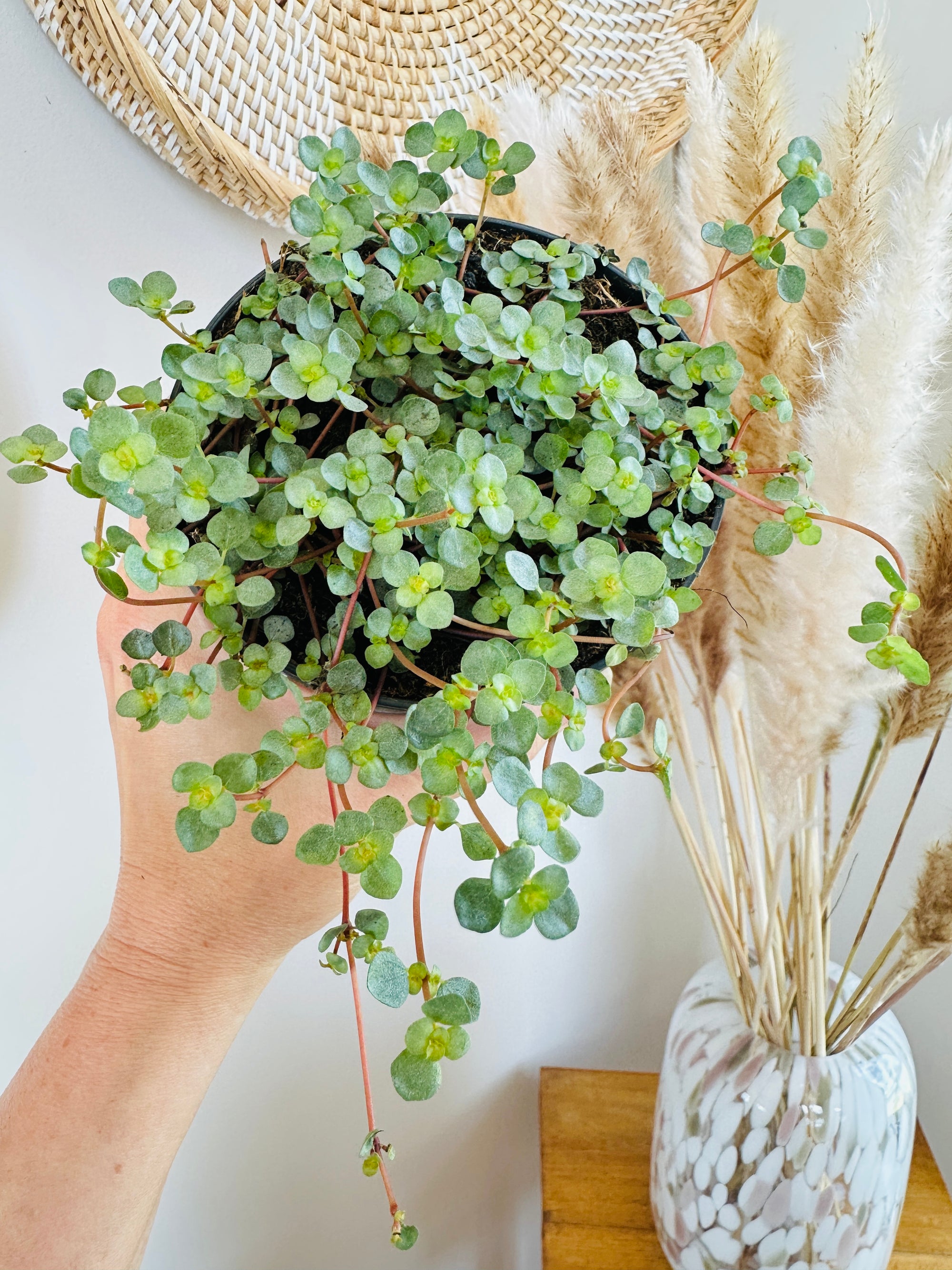 Pilea Glauca 'Aquamarine' 5"
