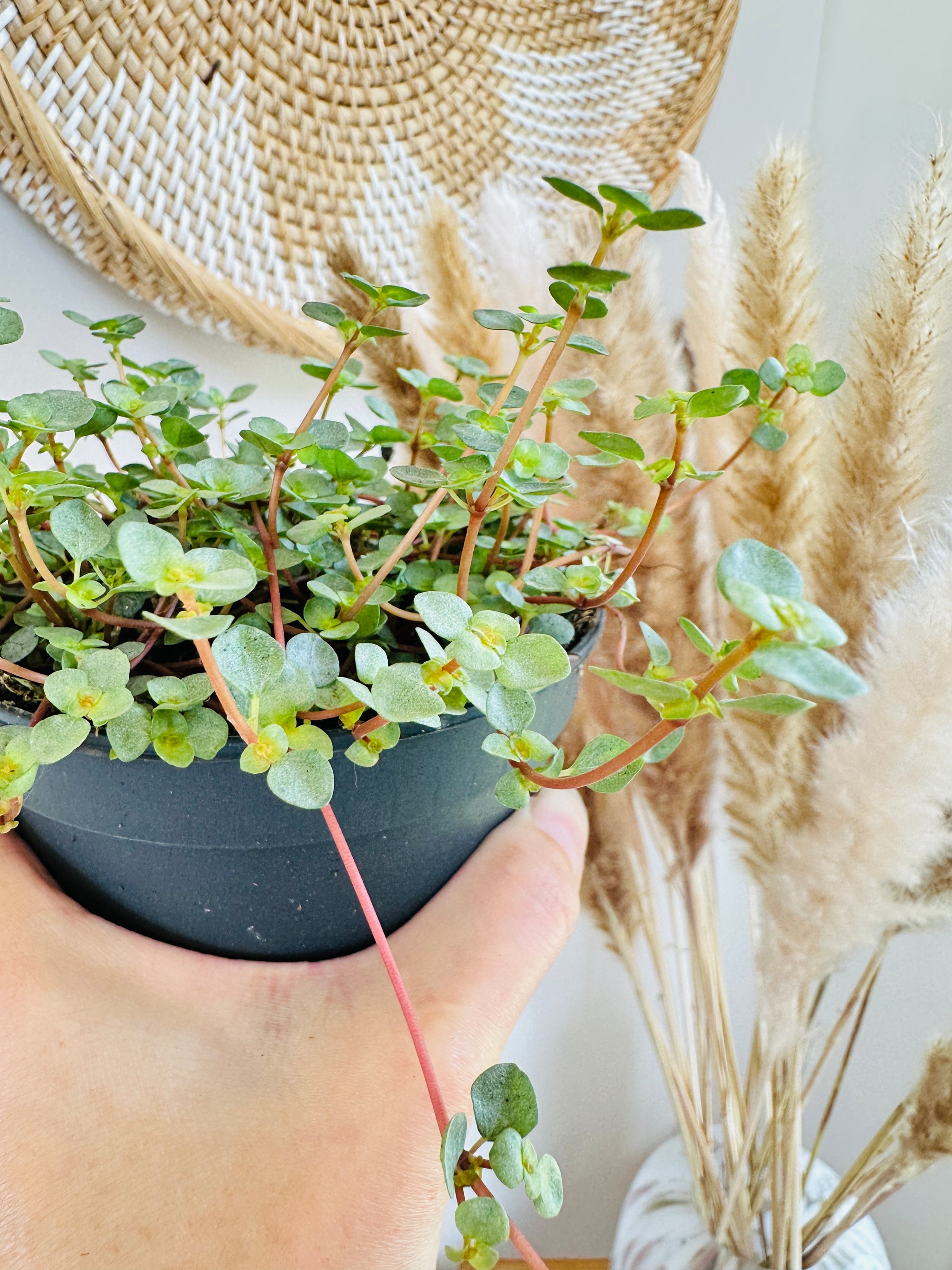 Pilea Glauca 'Aquamarine' 5"