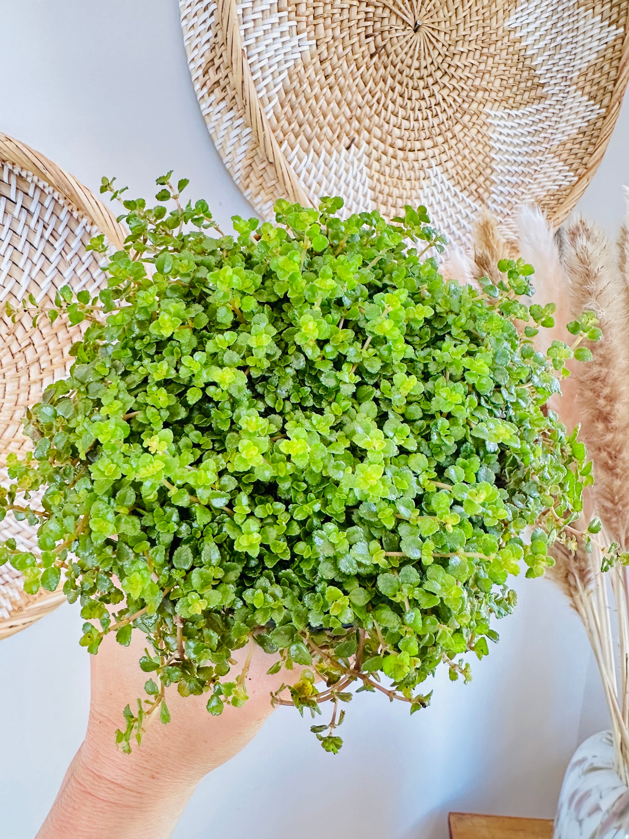 Pilea depressa 'Sao Paulo' 5"