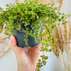 Pilea depressa 'Sao Paulo' 5"