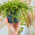 Pilea depressa 'Sao Paulo' 5"