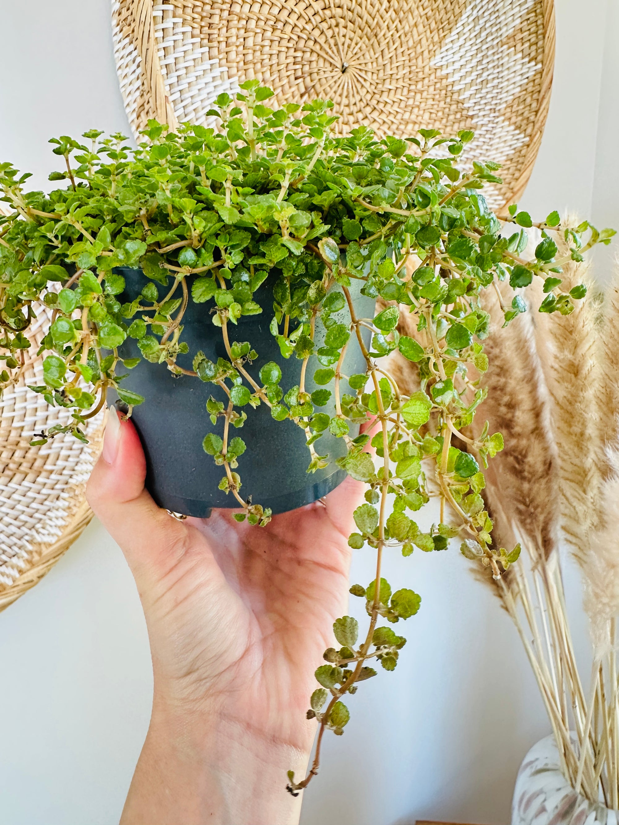 Pilea depressa 'Sao Paulo' 5"