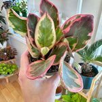 Peperomia clusiifolia 'Ginny'