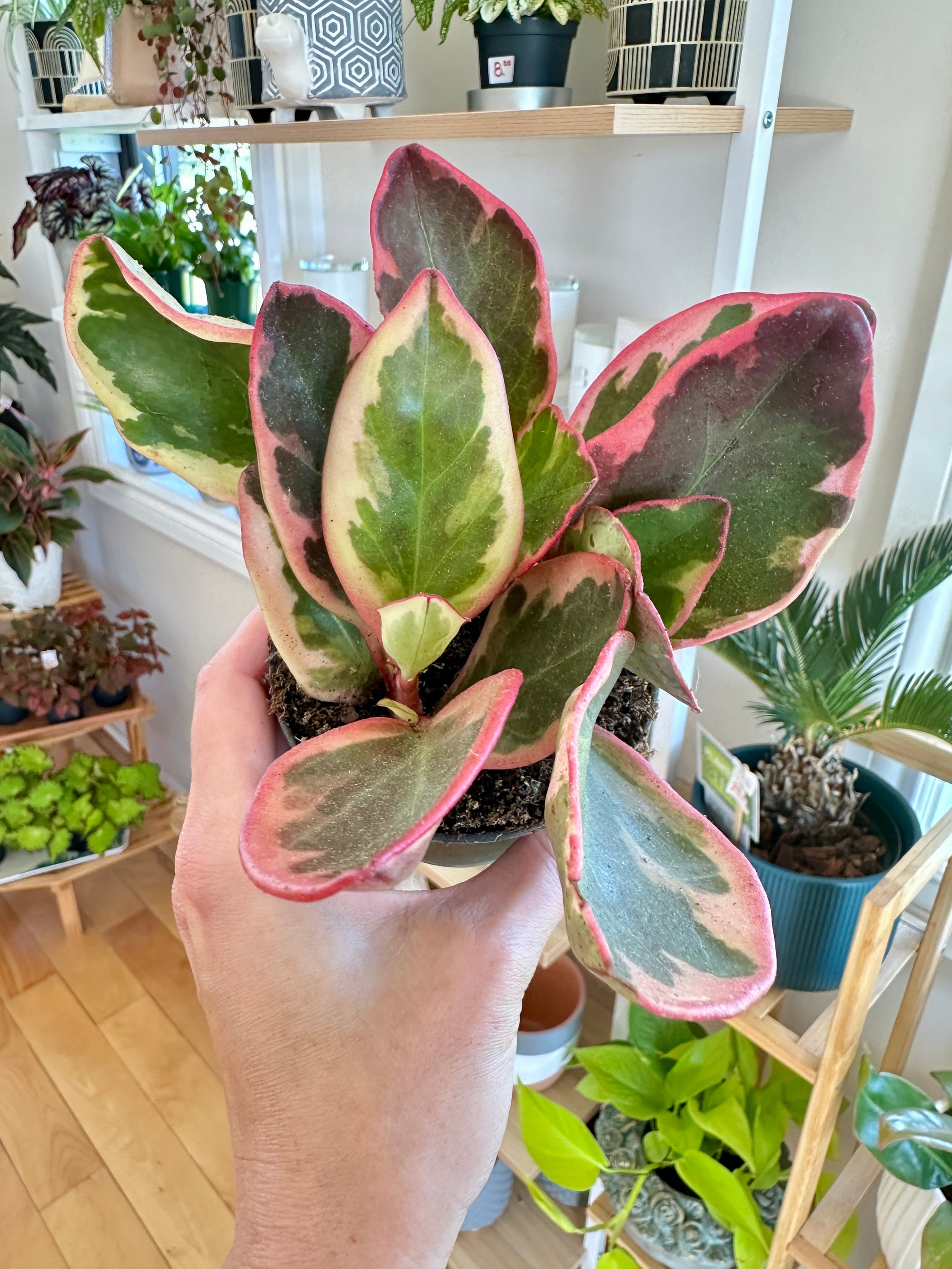 Peperomia clusiifolia 'Ginny'