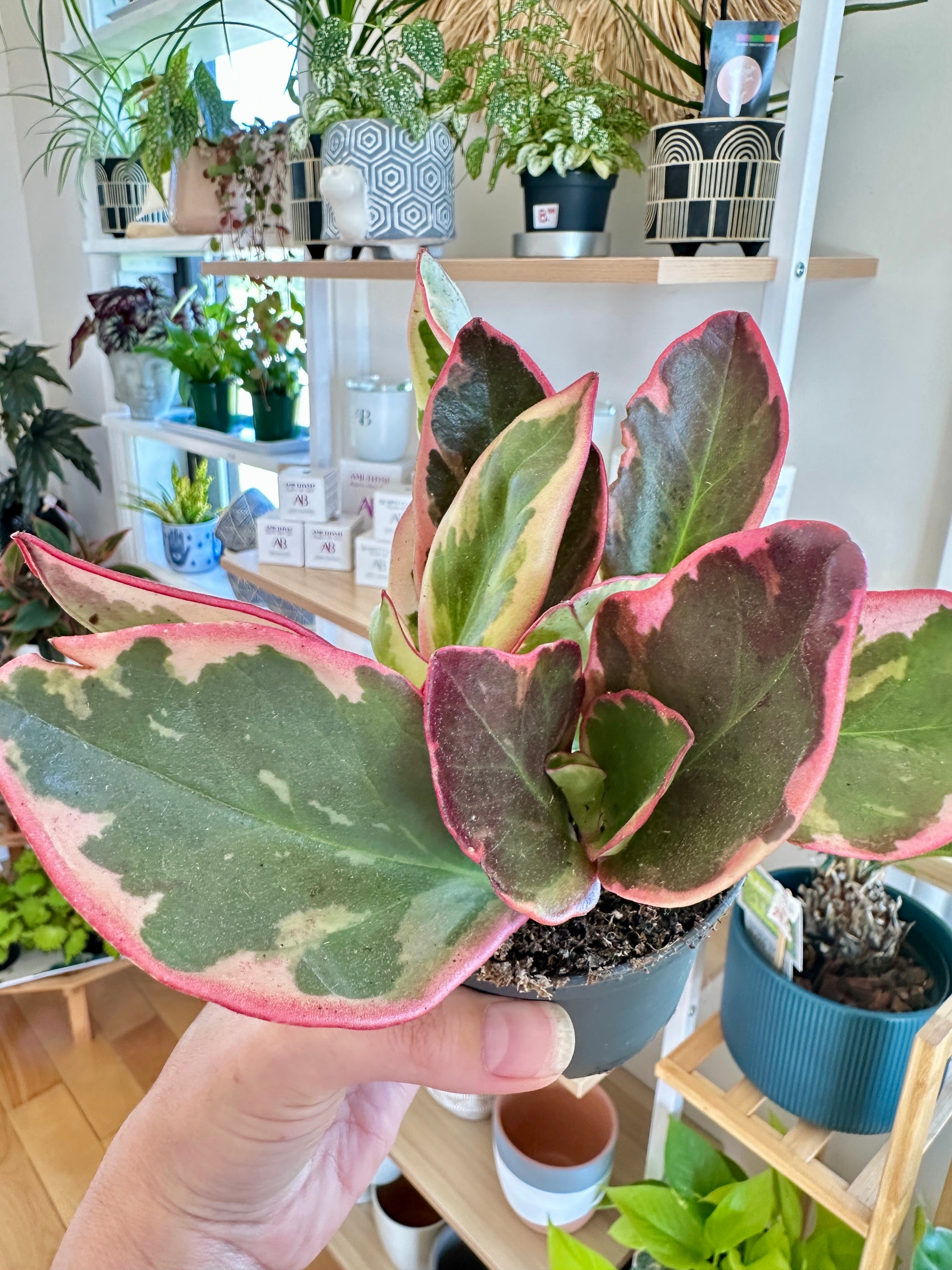Peperomia clusiifolia 'Ginny'