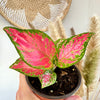 Aglaonema 'Valentine' 4"