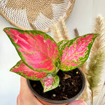 Aglaonema 'Valentine' 4"