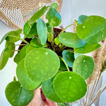 Pilea peperomioides