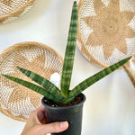 Dracaena boncel 'Starfish'