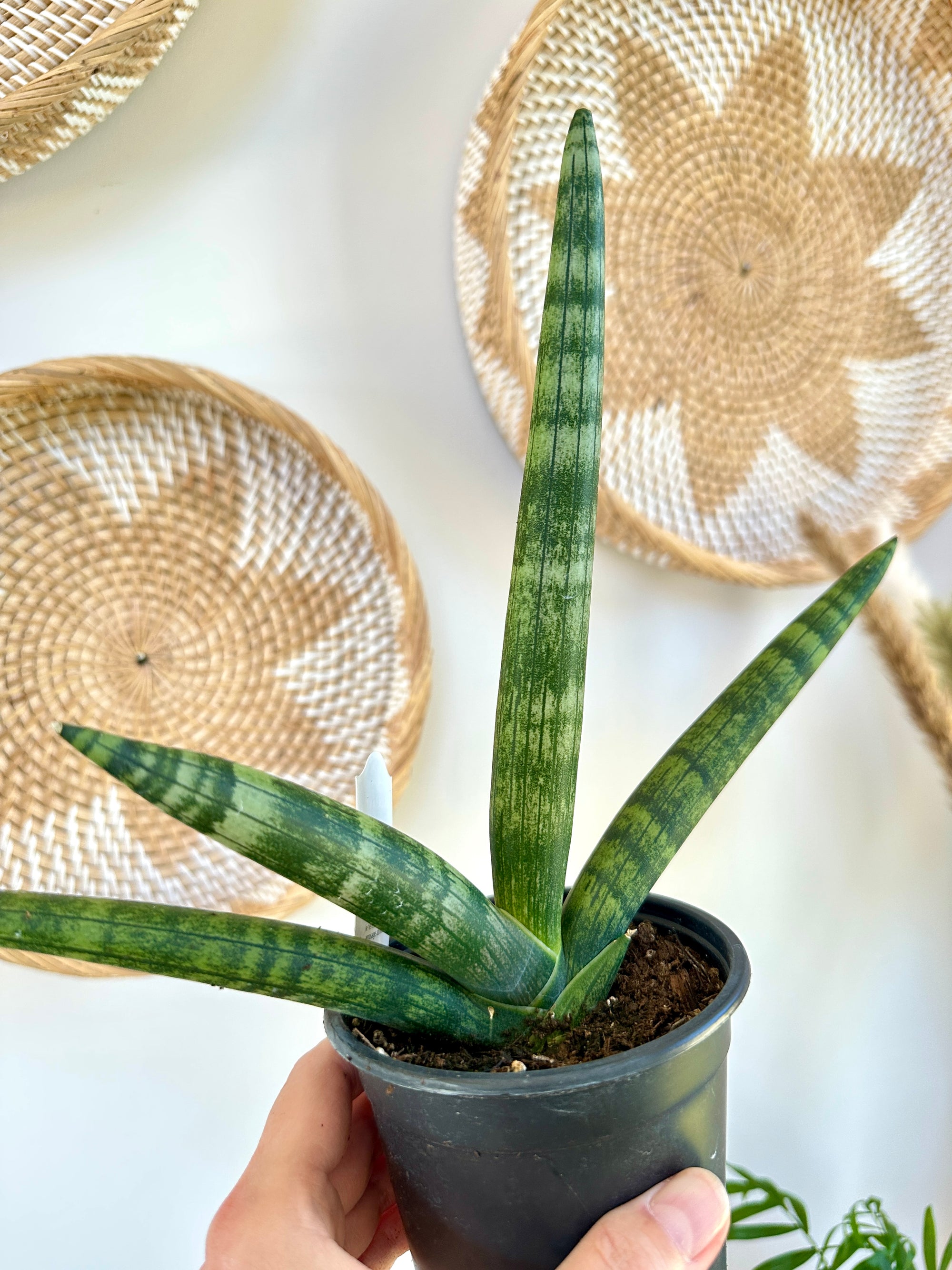 Dracaena boncel 'Starfish'