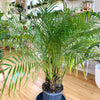 Phoenix roebelenii 10"