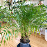 Phoenix roebelenii 10"