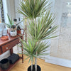 Dracaena marginata 'Bicolor' 10"