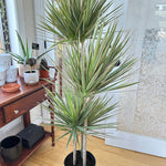 Dracaena marginata 'Bicolor' 10"