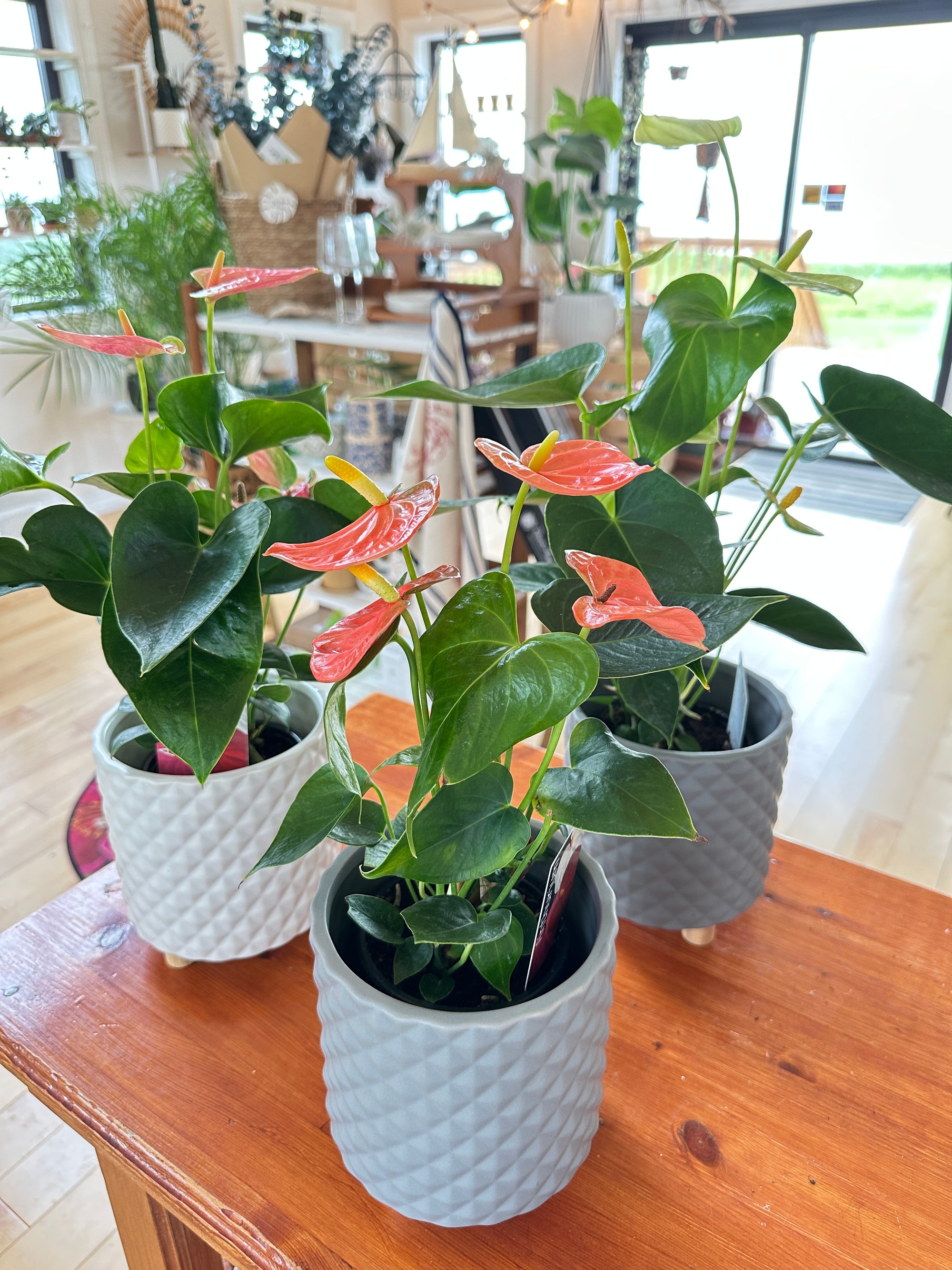 Anthurium 4.5”