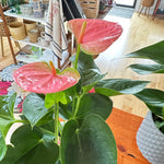 Anthurium 4.5”