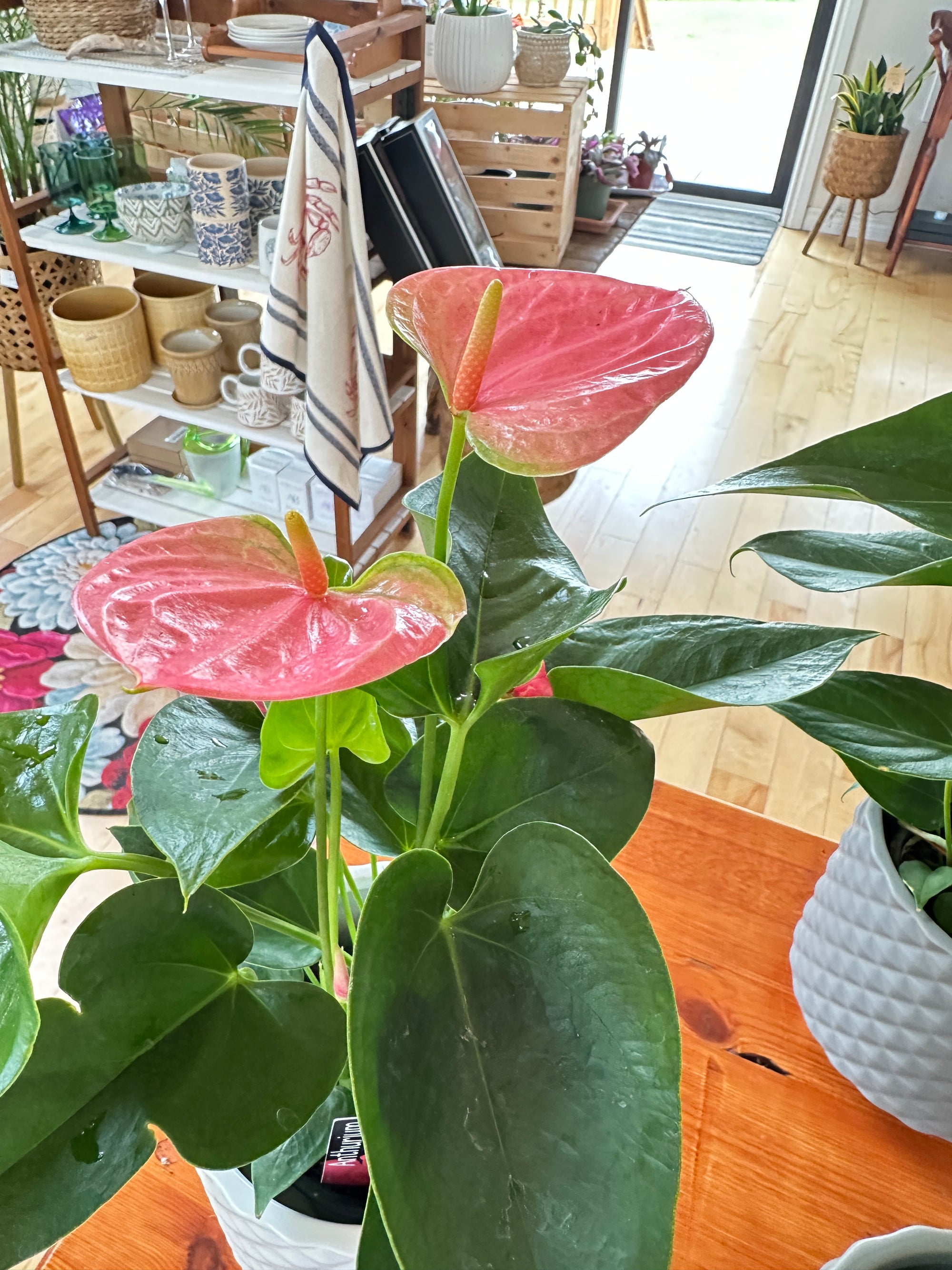 Anthurium 4.5”