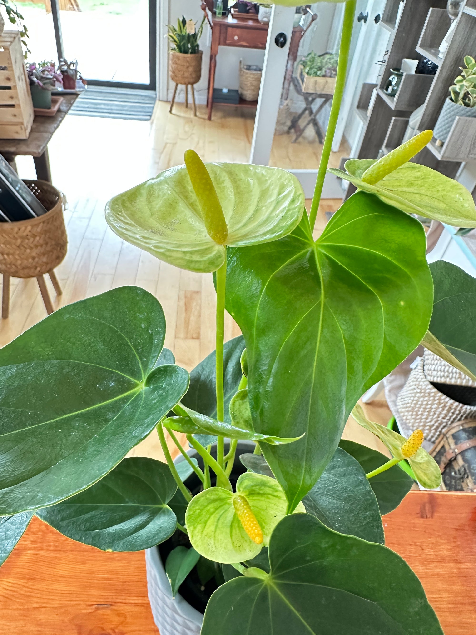 Anthurium 4.5”