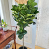 Ficus Lyrata 'Little fiddle' 10"