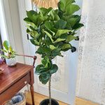 Ficus Lyrata 'Little fiddle' 10"