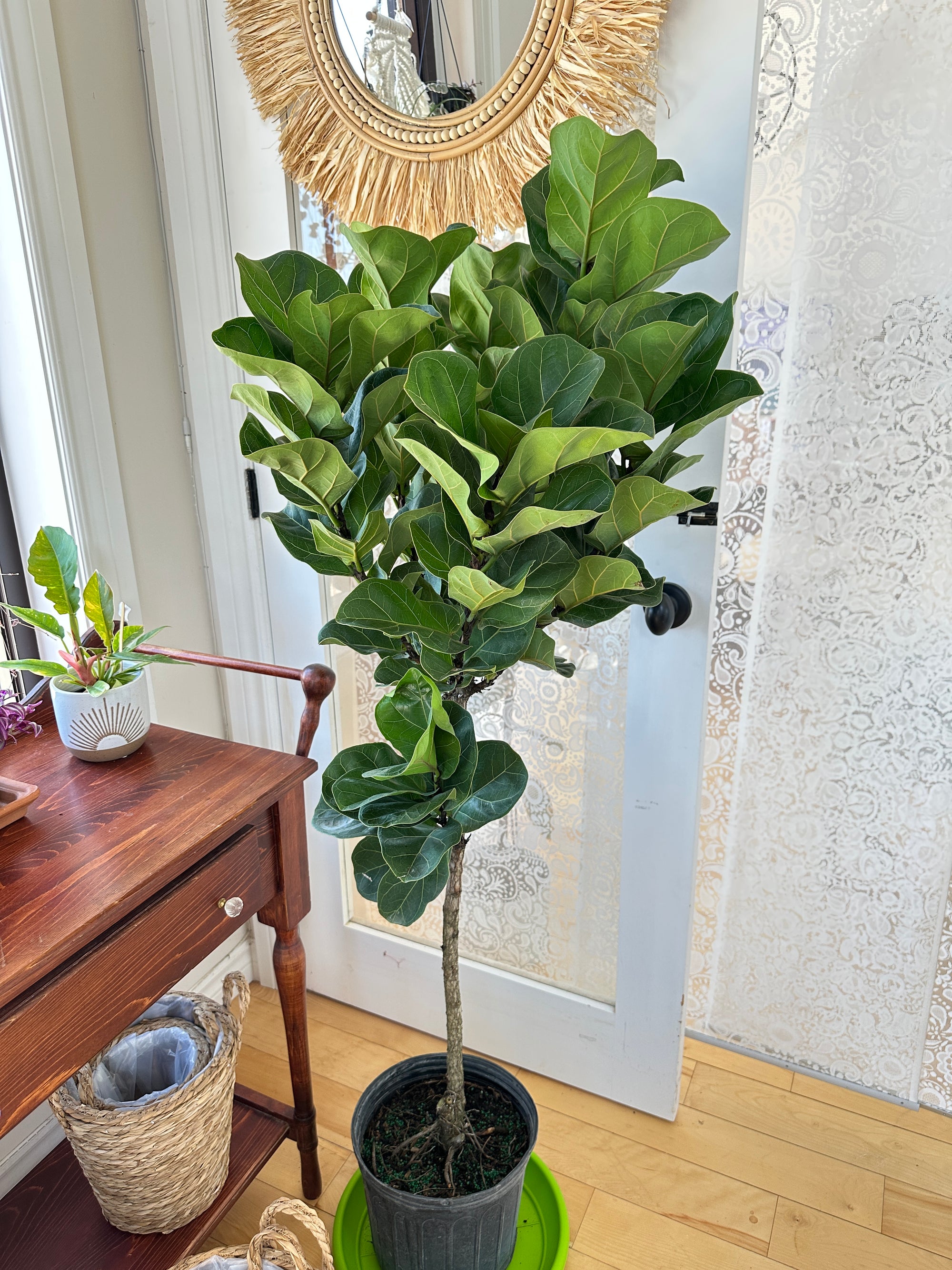 Ficus Lyrata 'Little fiddle' 10"