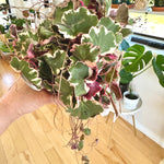 Saxifraga stolonifera tricolore