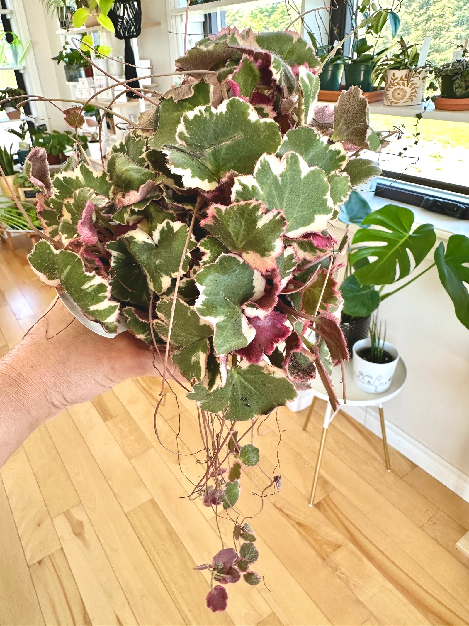 Saxifraga stolonifera tricolore