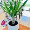 Yucca elephantipes 6"