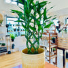 Dracaena "Lucky Bamboo" 6"