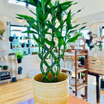 Dracaena "Lucky Bamboo" 6"