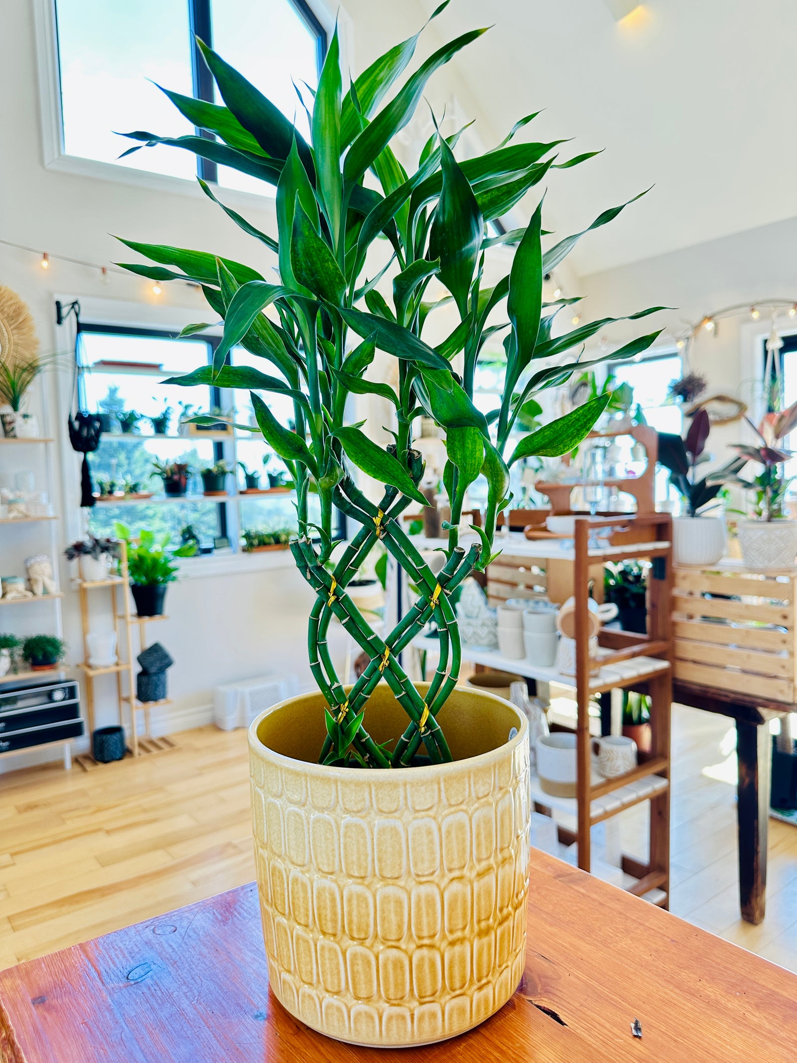 Dracaena "Lucky Bamboo" 6"