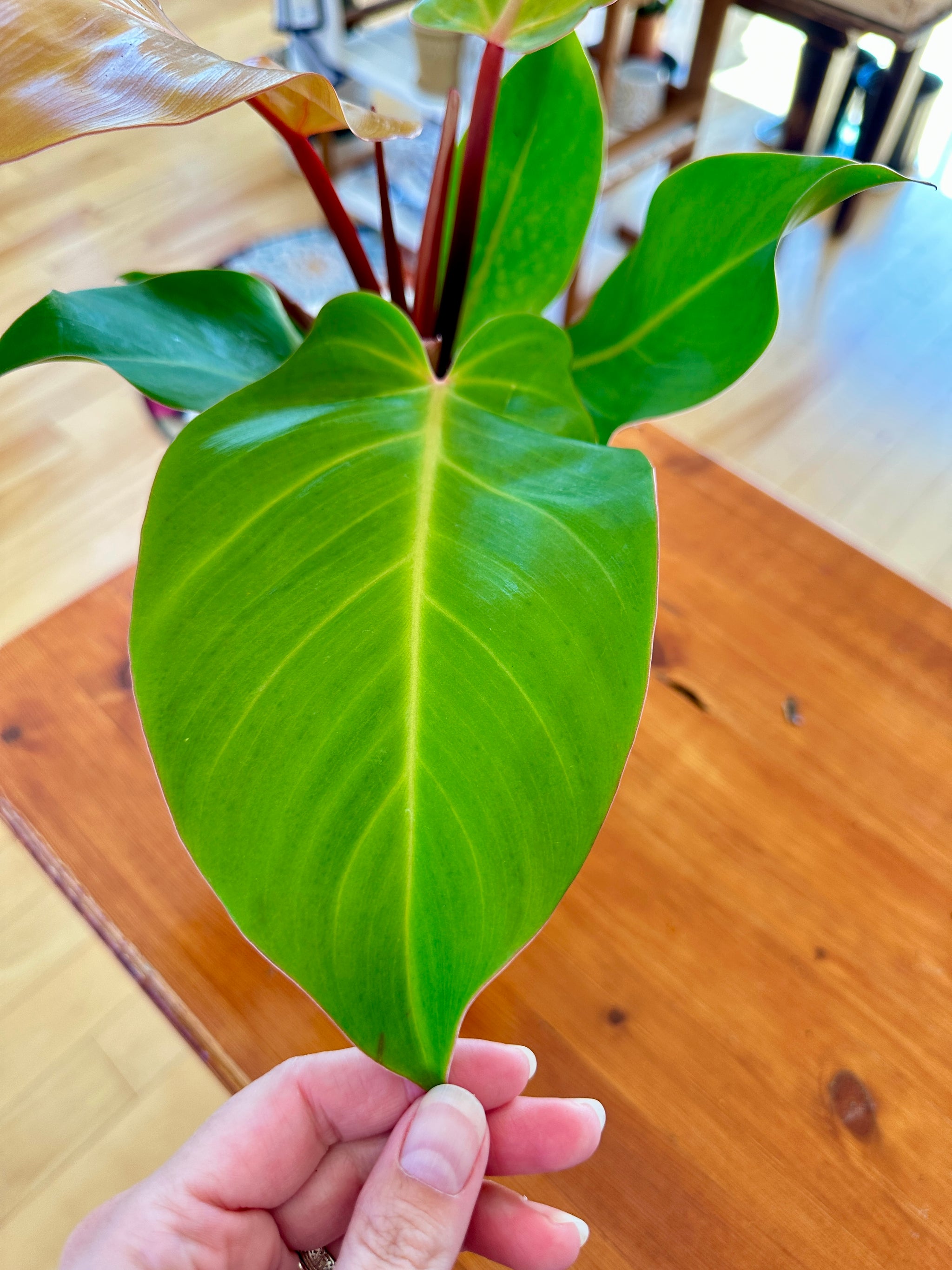 Philodendron 'Red Moon' 6"