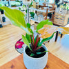 Philodendron 'Red Moon' 6"