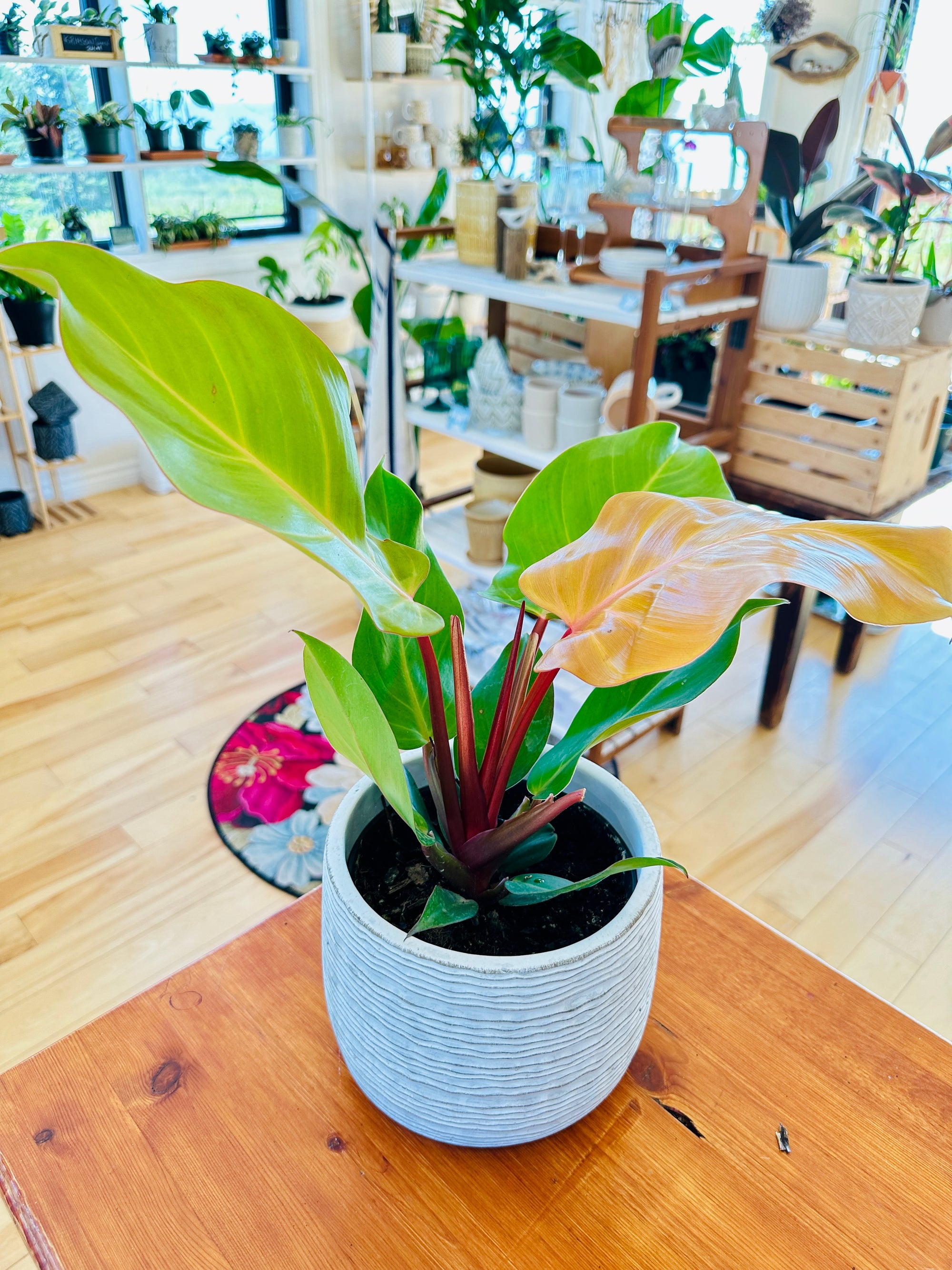 Philodendron 'Red Moon' 6"
