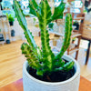 Euphorbia Lactea 6"