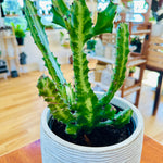 Euphorbia Lactea 6"