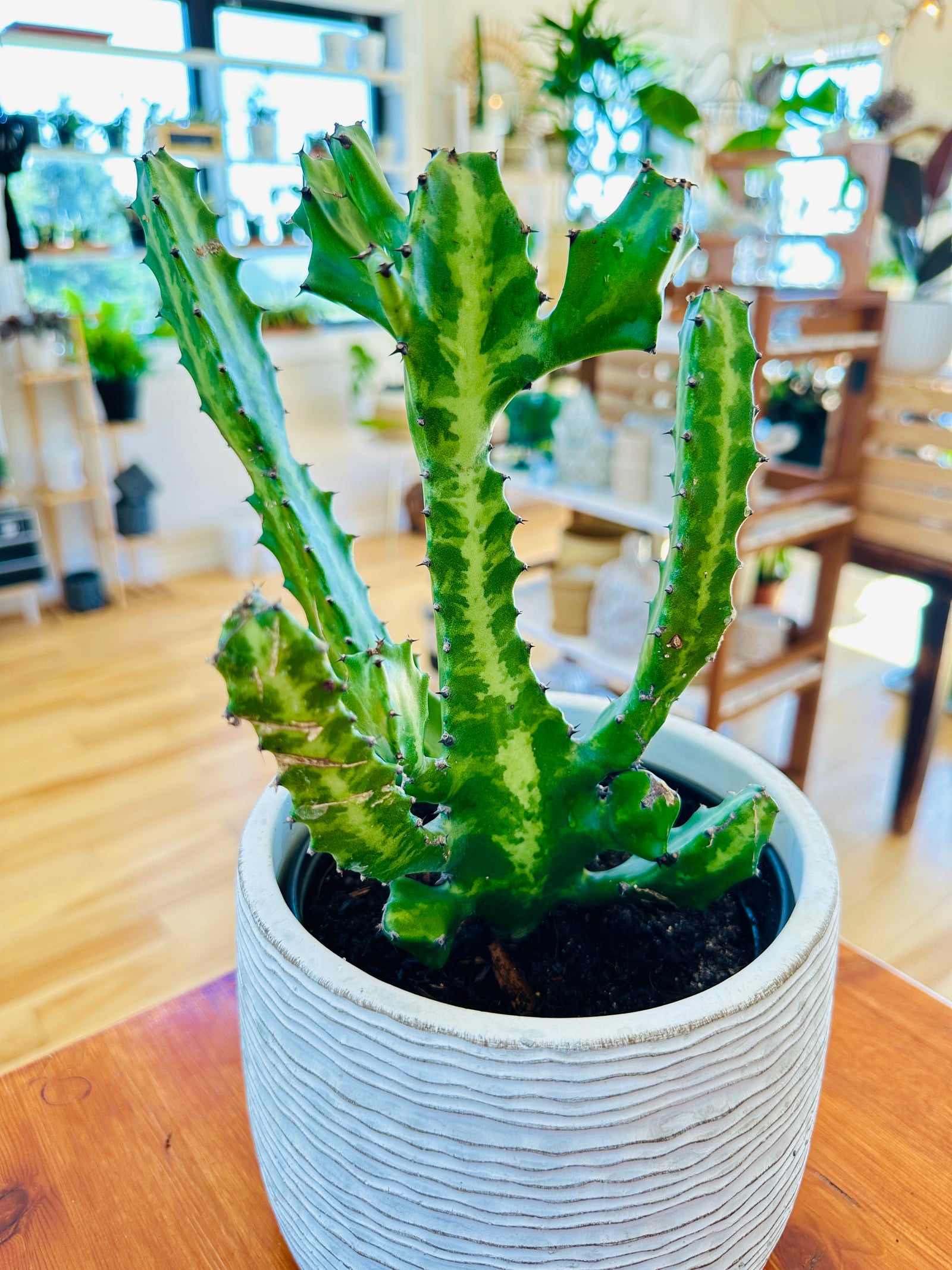 Euphorbia Lactea 6"
