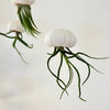Méduse Tillandsia
