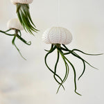 Méduse Tillandsia