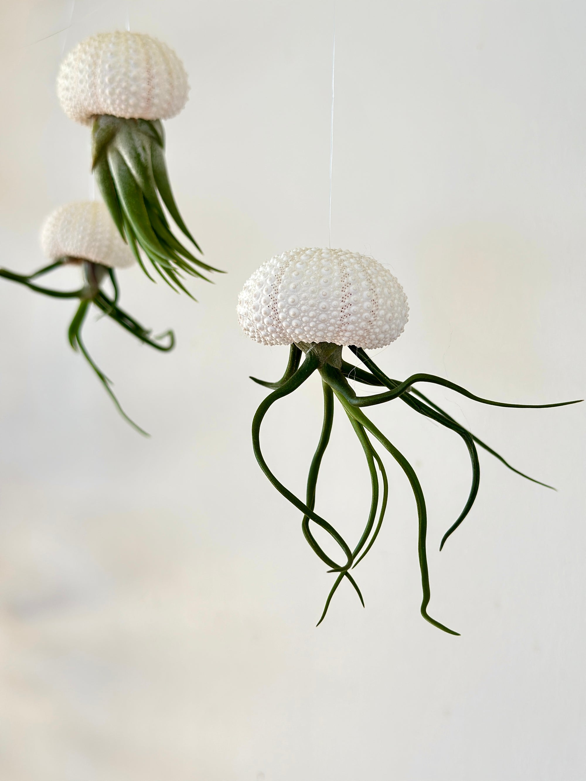 Méduse Tillandsia