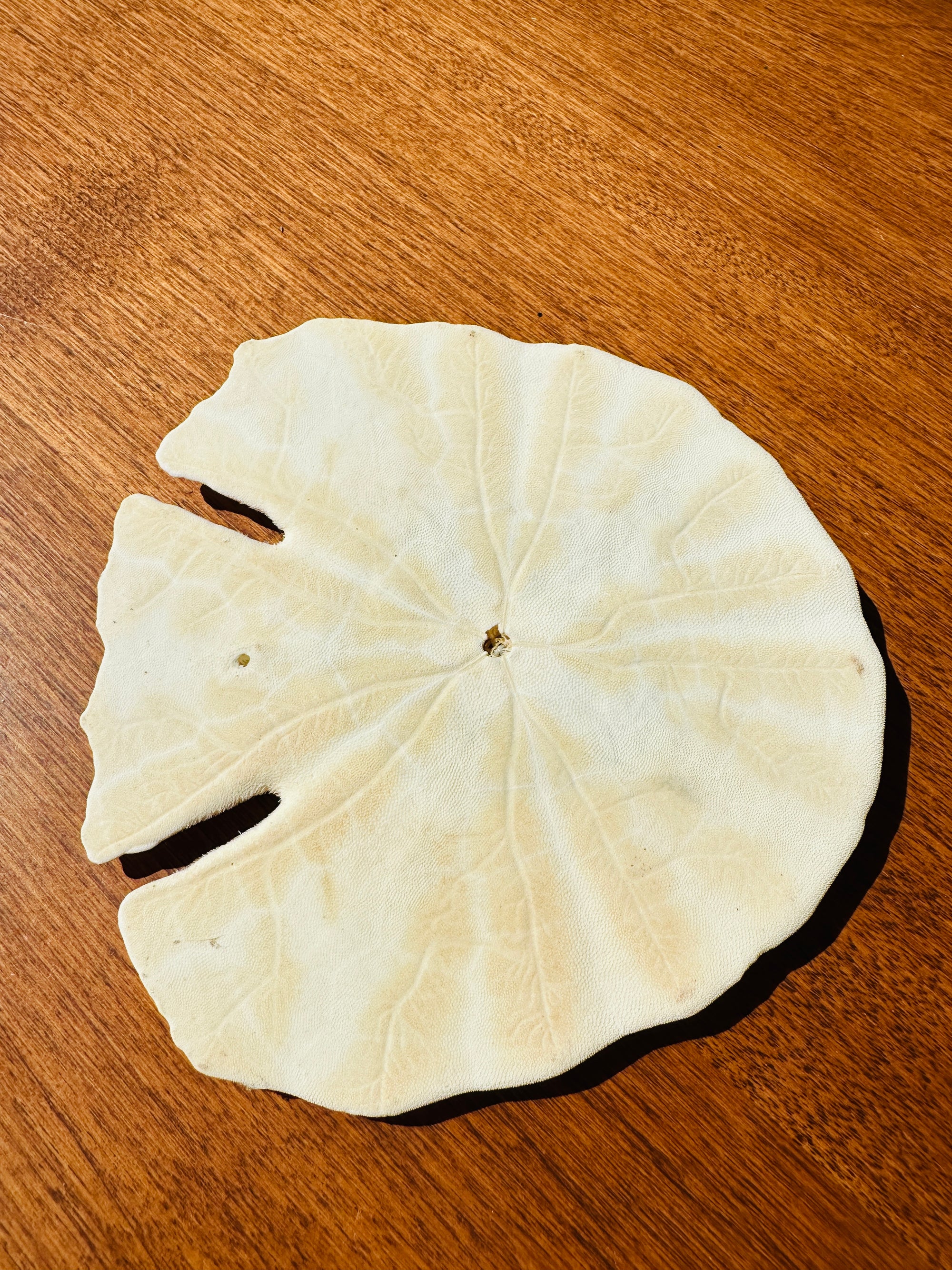 Véritable "Dollar de sable"
