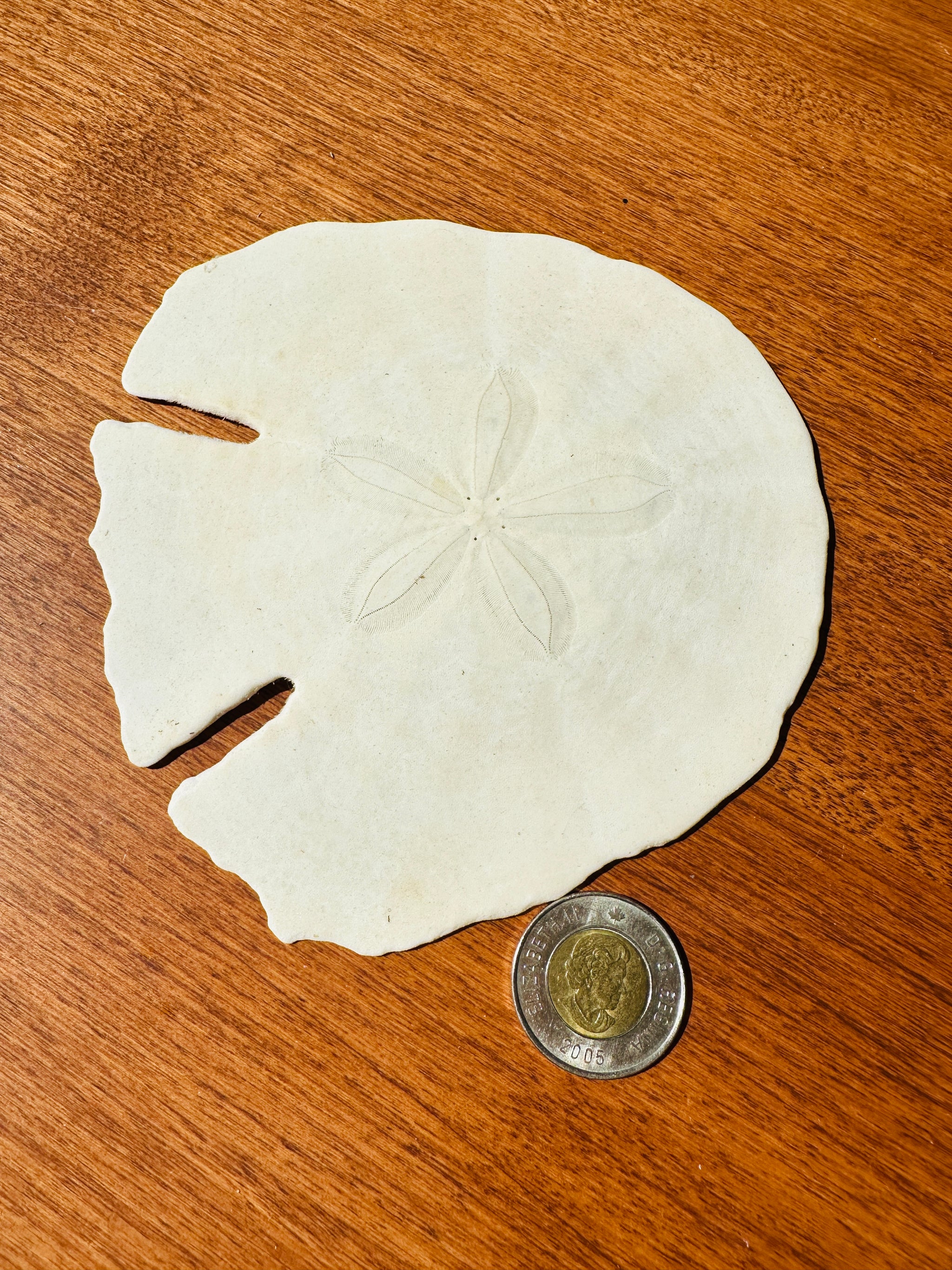Véritable "Dollar de sable"