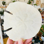 Véritable "Dollar de sable"