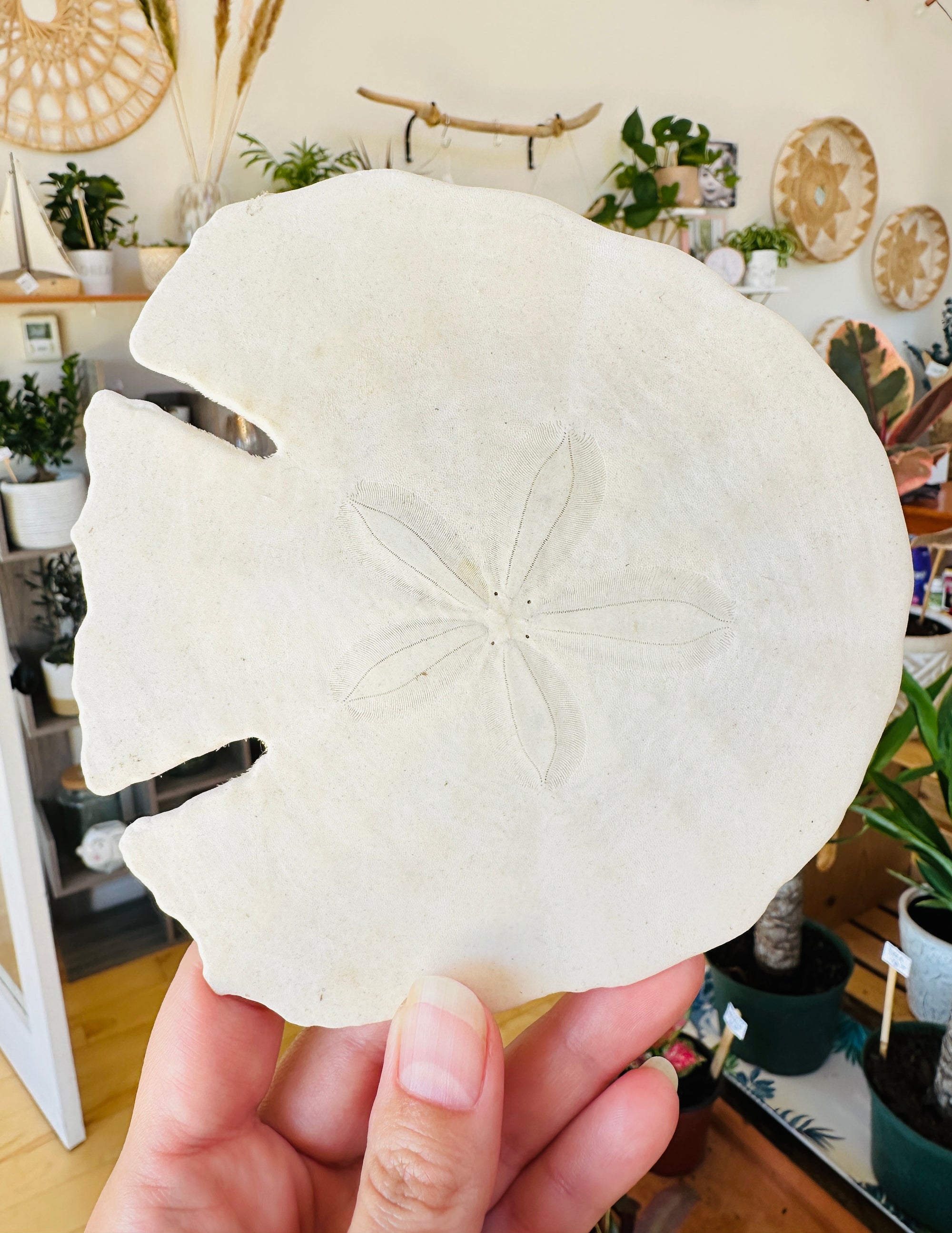 Véritable "Dollar de sable"