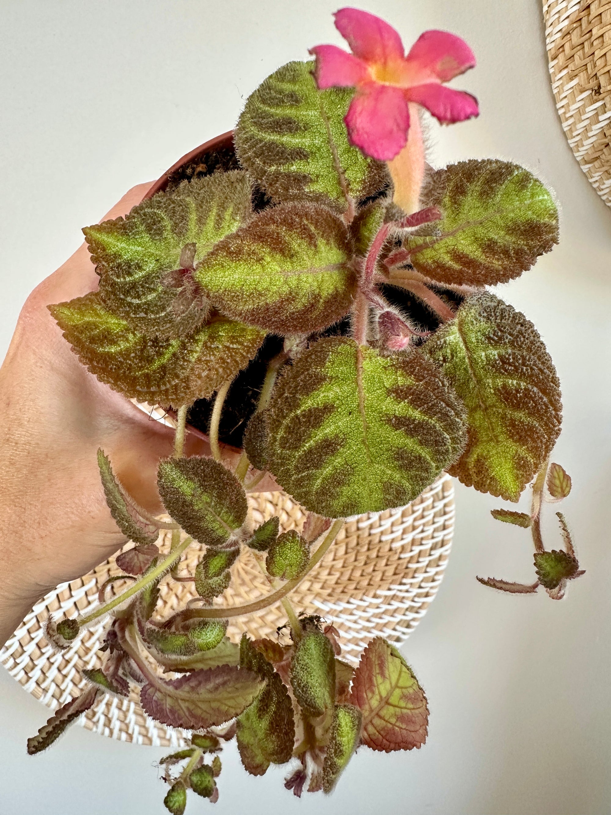 Episcia cupreata 'Pink Panther' 4"