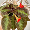 Episcia cupreata 'Chocolate soldier' 4"