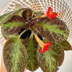 Episcia cupreata 'Chocolate soldier' 4"