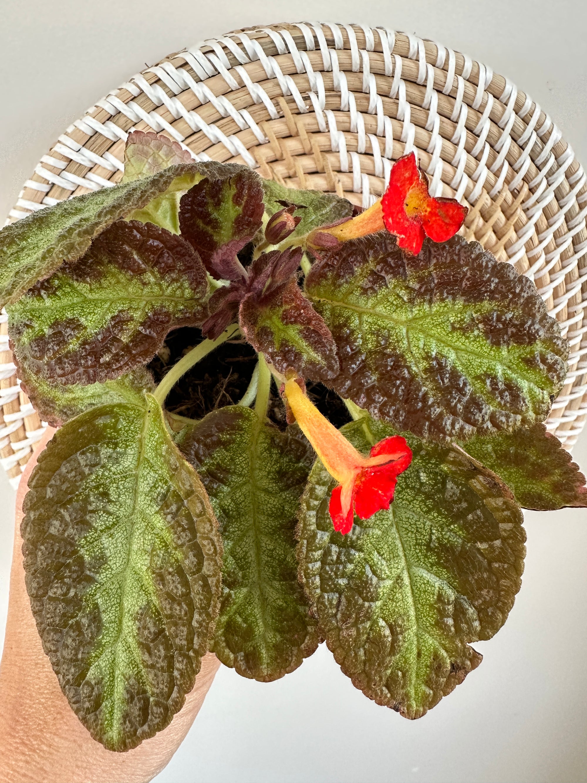 Episcia cupreata 'Chocolate soldier' 4"