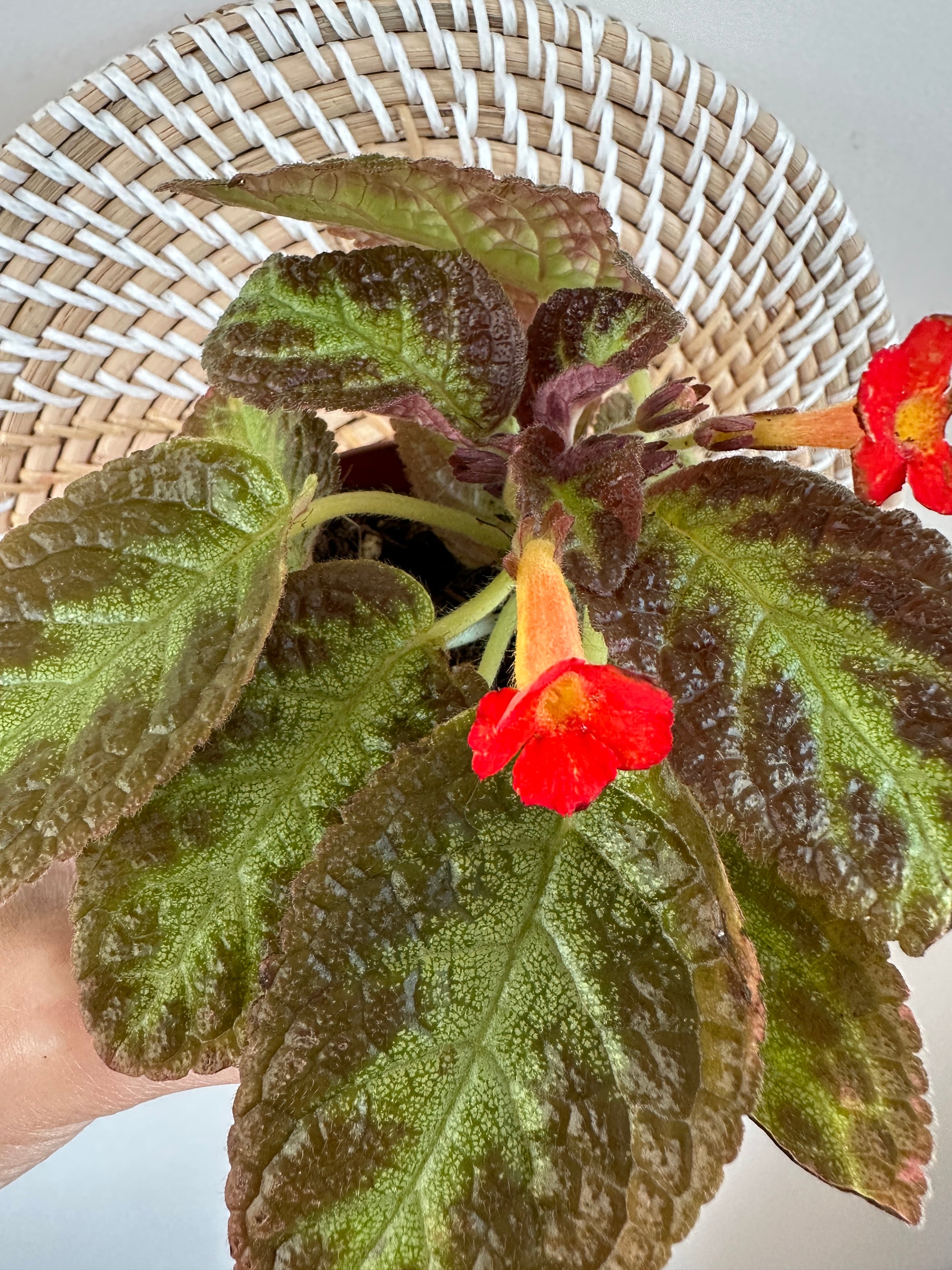 Episcia cupreata 'Chocolate soldier' 4"